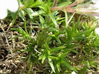 Phlox subulata subsp Nivalis (fam Polemoniacees) (Am. du nord) (3) (Photo F. Mrugala)